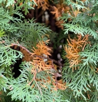 Хвороби та шкідники декоративних рослин