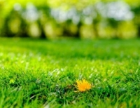 Як позбавитись кульбаби на газоні?