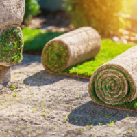 Посівний та рулонний газон. Якому віддати перевагу?