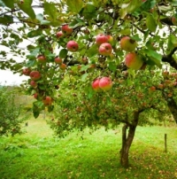 Шкідники та хвороби плодових дерев: профілактика та боротьба