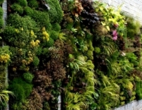 Вертикальне озеленення