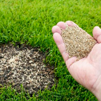 Види газонів та газонних трав