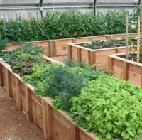 Високі (французькі) грядки: ефективний спосіб вирощування овочів