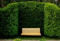 Жива огорожа