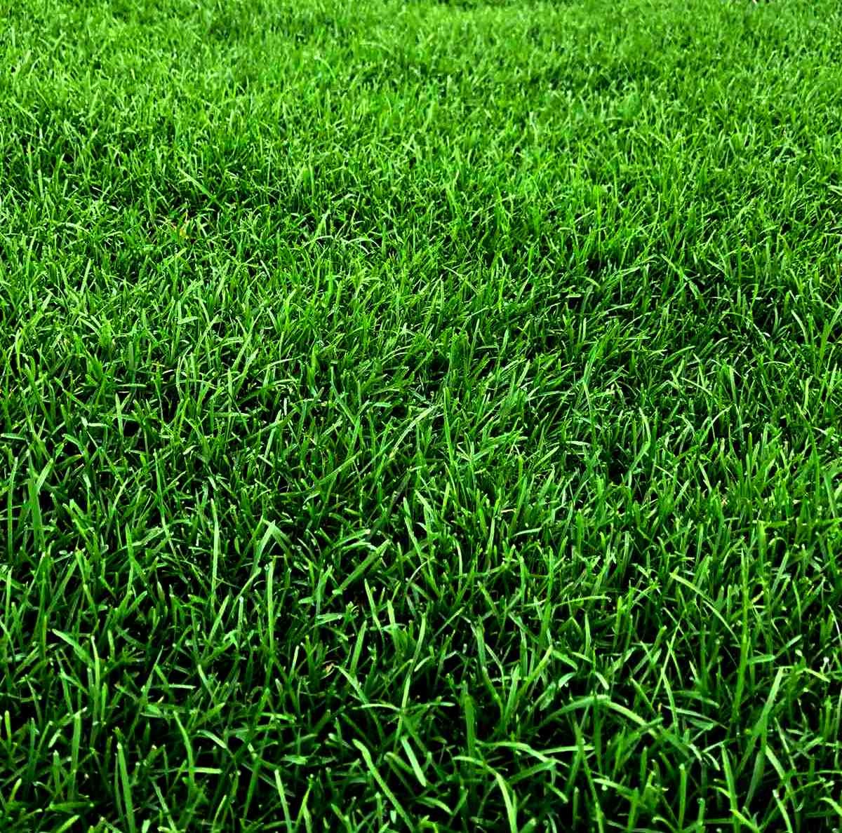 Посівний газон навколо території заводу