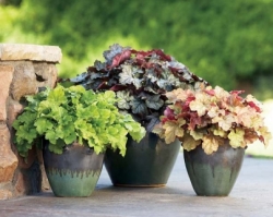 Багаторічники