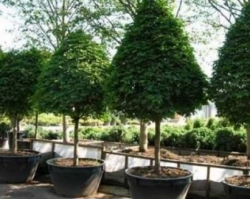 Декоративні дерева