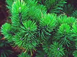 Хвойні рослини