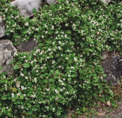 Листяні кущі