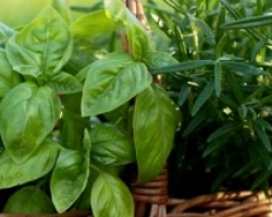 Пряні трави