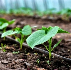 Крапельний полив