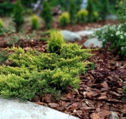 Мульчування корою