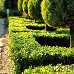 Обрізка декоративних рослин