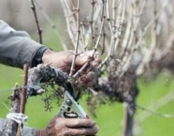 Обрізка дерев