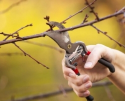 Обрізка плодових дерев