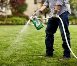 Обробка газону від бур'яну