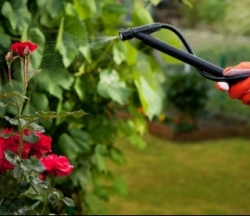 Обробка рослин від хвороб