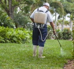 Обробка від амброзії