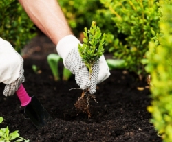 Посадка дерев та кущів