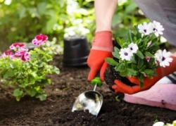 Прибирання клумб