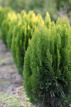 Дендроплан