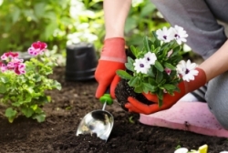 Прополка клумб