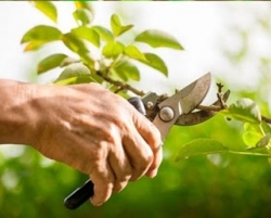 Догляд за садом