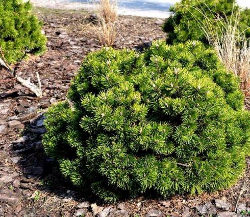 Cосна гірська Гном (Pinus mugo Gnom)