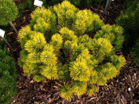 Сосна гiрська Голден Глоу (Pinus mugo Golden Glow)