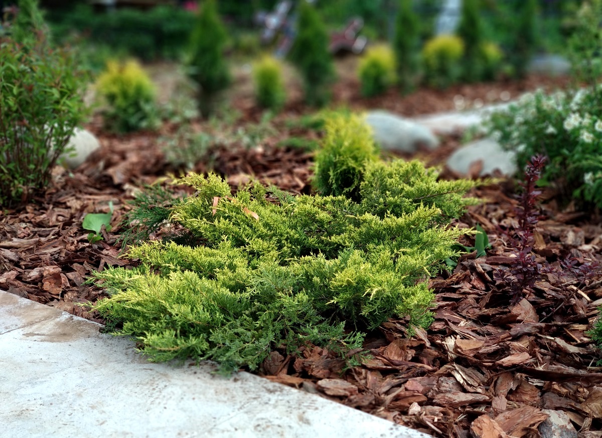 Мульчування корою