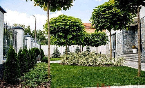 Озеленення