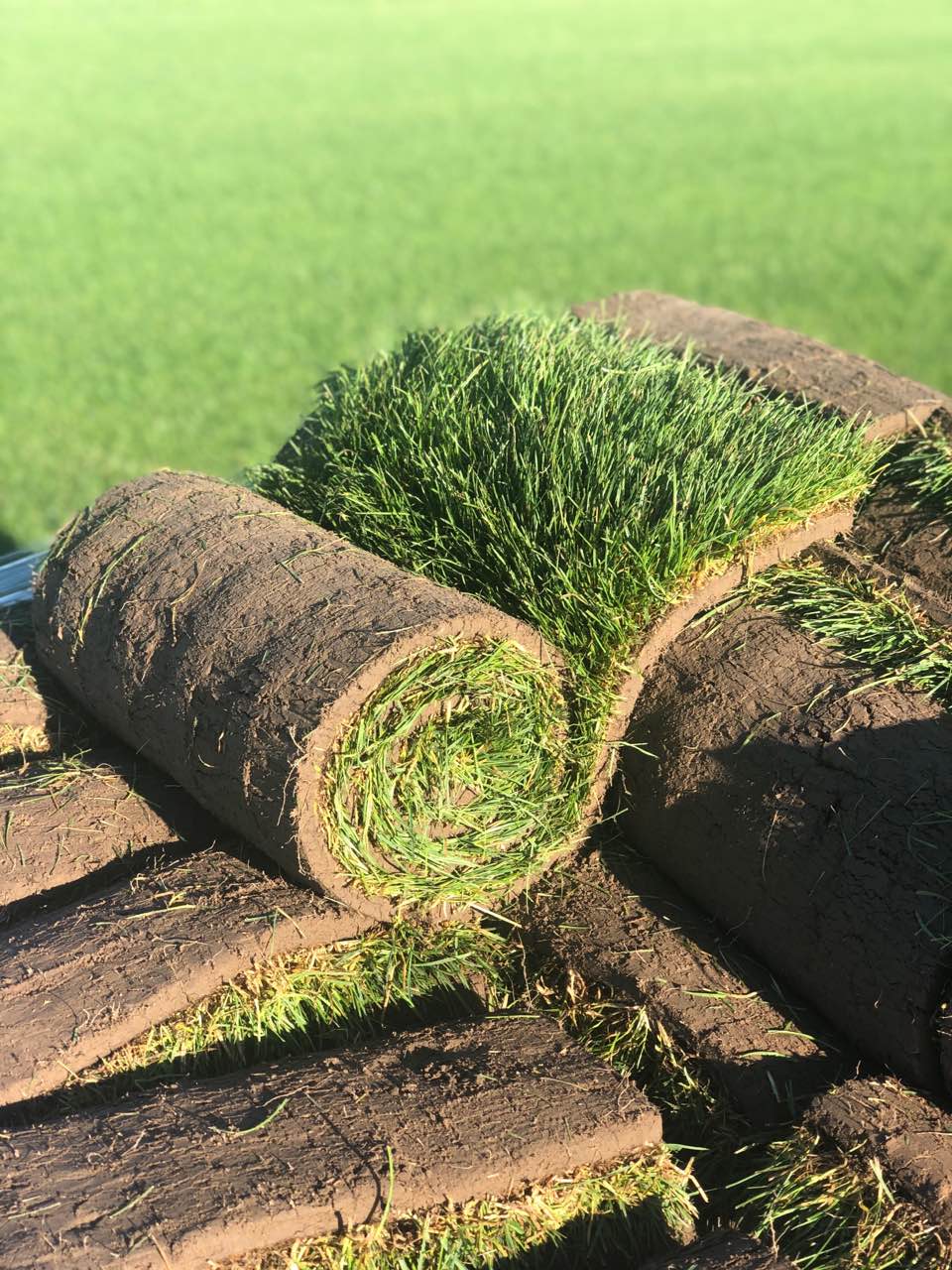 Укладання газону