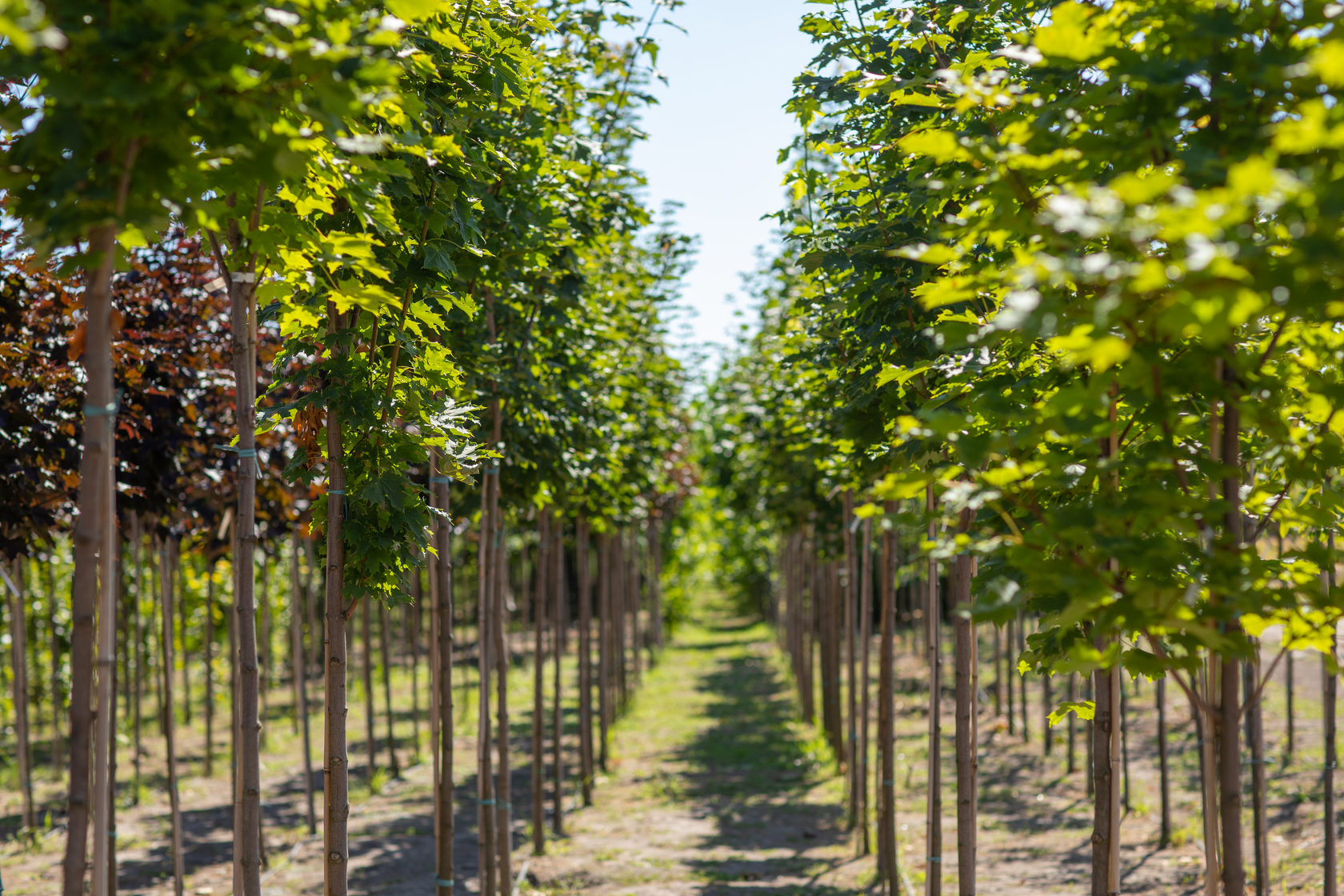 Озеленення