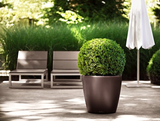 Дендроплан