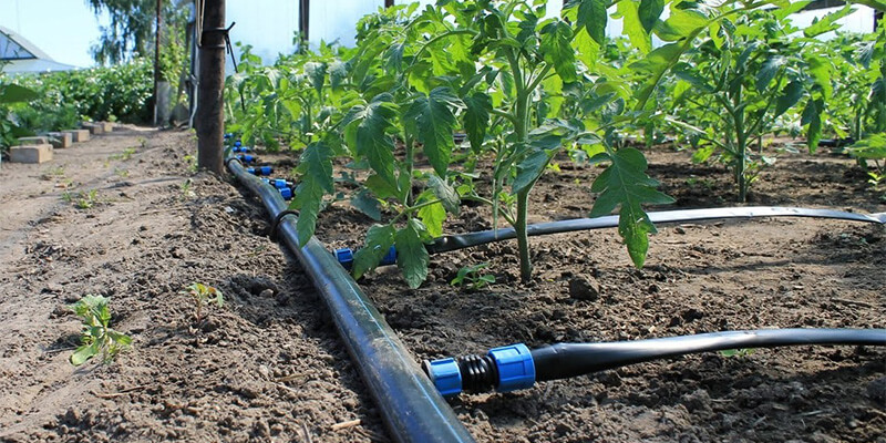 Крапельний полив