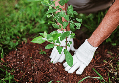 Посадки рослин
