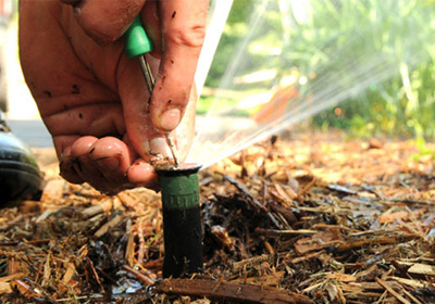 Дендроплан