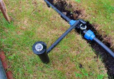 Дендроплан