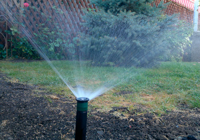 Дендроплан