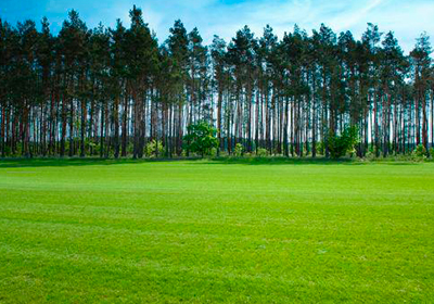 Дендроплан